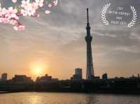 A Serene Morning in Tokyo: Sunrise in Asakusa, Cherry Blossoms, and Breakfast at Starbucks Reserve