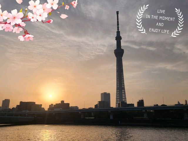 A Serene Morning in Tokyo: Sunrise in Asakusa, Cherry Blossoms, and Breakfast at Starbucks Reserve