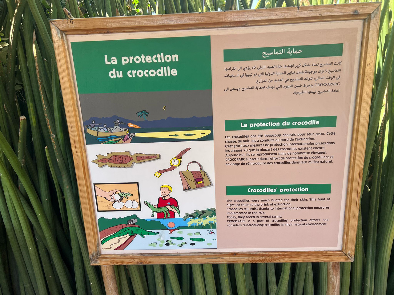 ทำให้ทริปของคุณไปยังอากาดีร์น่าจดจำยิ่งขึ้นด้วยการเยี่ยมชม Crocoparc Agadir
สวนแห่งนี้มีเอกลักษณ์เฉพาะตัว ผสมผสานสัตว์ป่าและธรรมชาติเข้าด้วยกัน เปิดโอกาสให้ผู้มาเยือนได้เห็นจระเข้ไนล์ที่สง่างามอย่างใกล้ชิด ขณะเดินเล่นผ่านสวนพฤกษศาสตร์ที่สวยงามซึ่งเต็มไปด้วยพืชพันธุ์แปลกตาและน้ำตก

เหมาะสำหรับทุกเพศทุกวัย สวนแห่งนี้มอบประสบการณ์ที่ให้ความรู้และความตื่นเต้น เพียงขับรถไม่ไกลจากใจกลางเมือง ไม่ว่าคุณจะเดินทางกับครอบครัวหรือสำรวจคนเดียว ก็เป็นสถานที่ท่องเที่ยวที่ไม่ควรพลาด #crocpark #agadir #travel2026 #naturalwonders #thingstodo