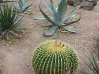 Ethel M Botanical Cactus Garden 🌼
