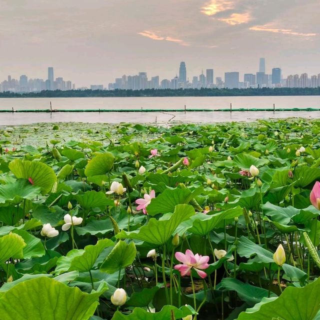 Wuhan beauty