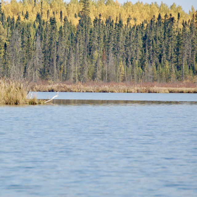 Autumn Views from the Boat at Red Lake 🍁🛥️