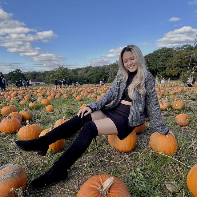 Pumpkin Patch: A Festive Fall Celebration