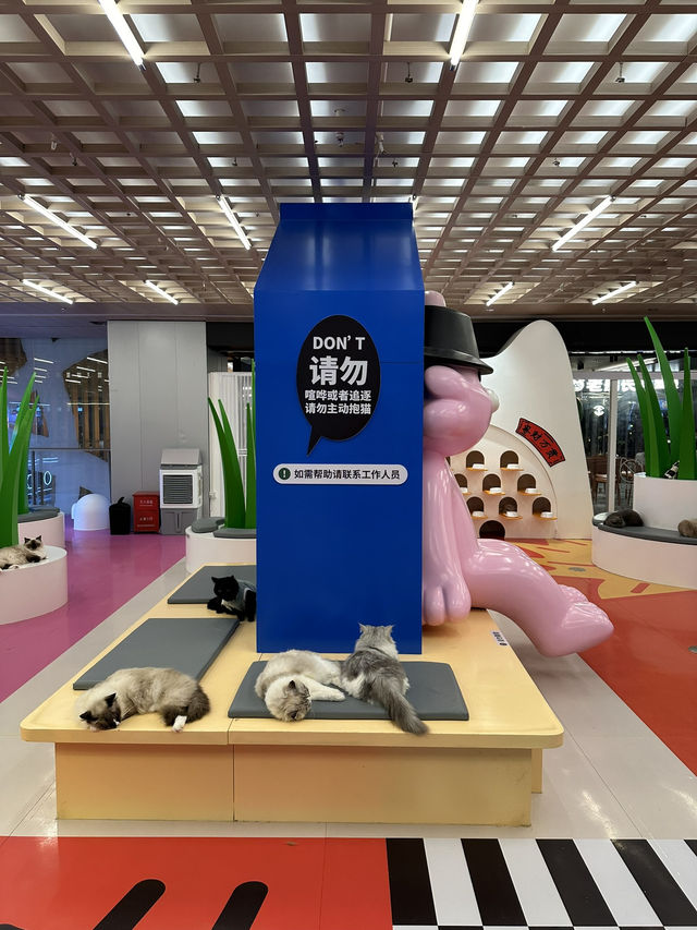 【萬象食家的超能貓空間：親子遊首選！與貓咪互動！】