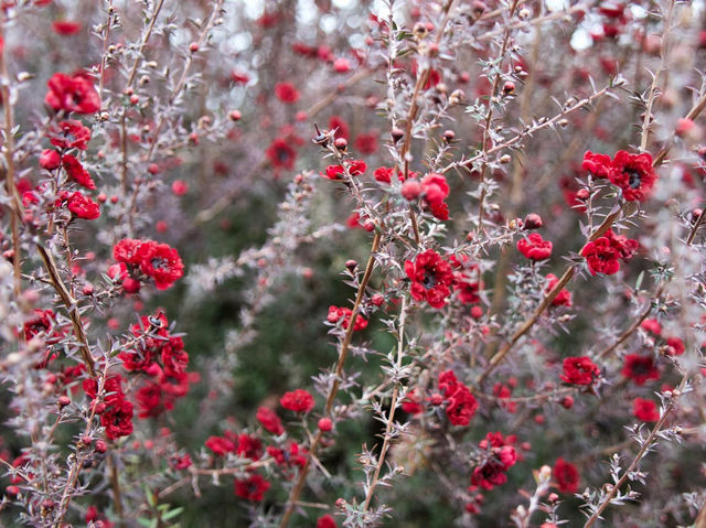 The English garden 