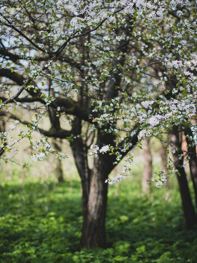 Springtime Splendor in London: Nature Meets Urban Charm 🌹