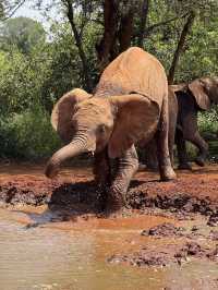 Nairobi Elephant Orphanage – Tiny Trunks, Big Hearts 🐘