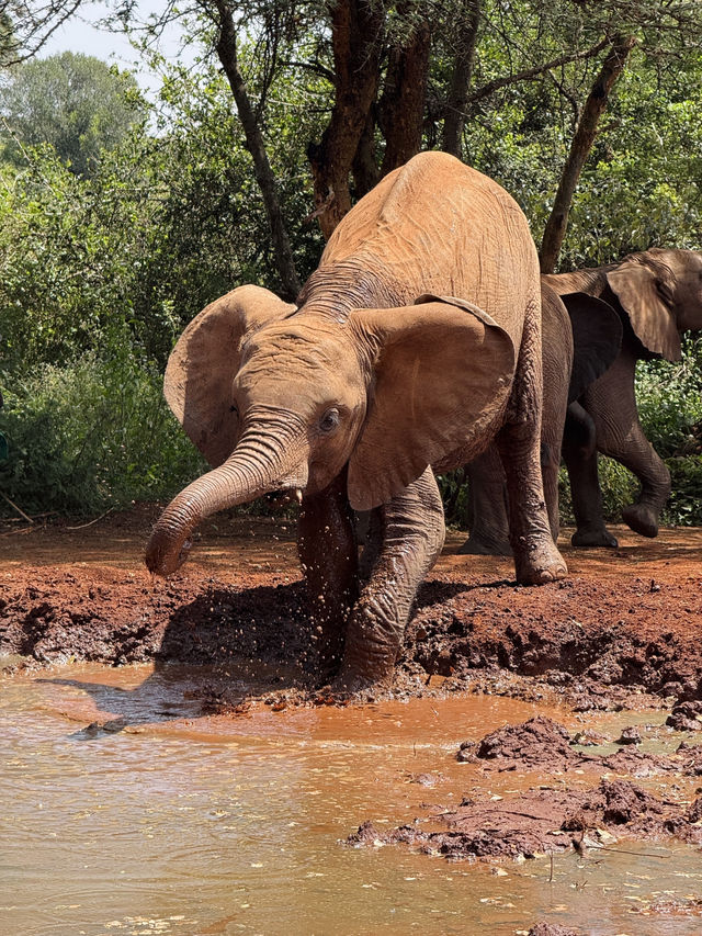Nairobi Elephant Orphanage – Tiny Trunks, Big Hearts 🐘