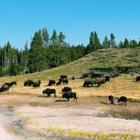 🌄 Yellowstone Hidden Icons – Another Set of Must-See Landmarks 🌄