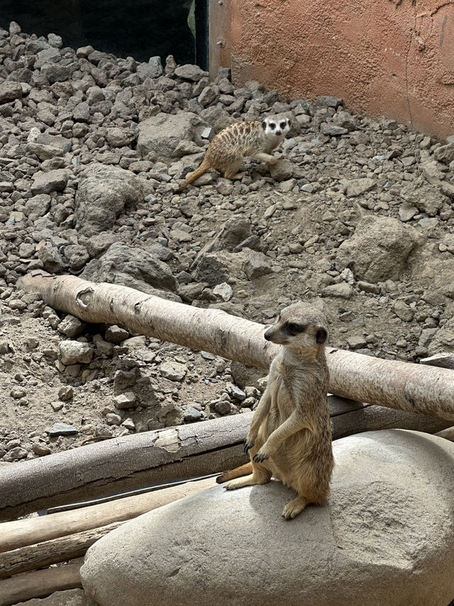 Best Europe Zoo in Belgium