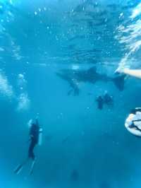 Snorkeling with Whale Sharks in Cebu: The Ultimate Guide for Your Bucket List Experience
