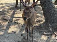 🦌 Nara’s Peaceful Charm – Deer & Temples