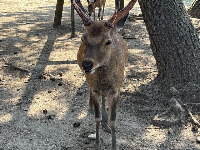 🦌 Nara’s Peaceful Charm – Deer & Temples