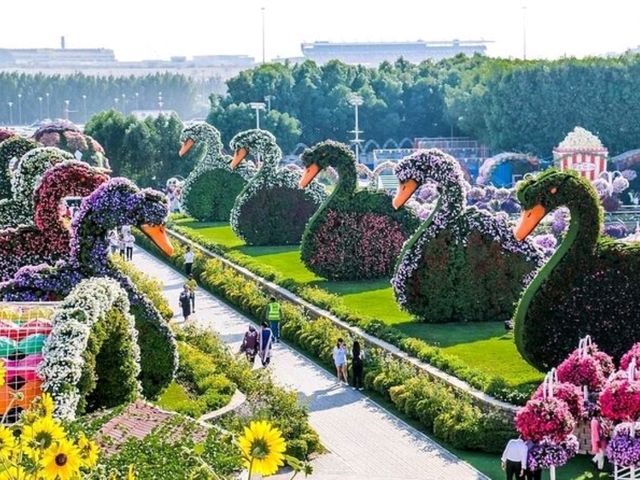 Explore the magic of nature at the Dubai miracle garden!