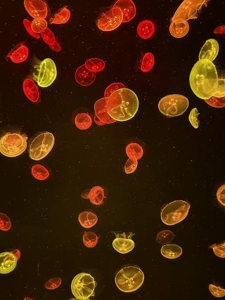 Poema del Mar 必遊景點