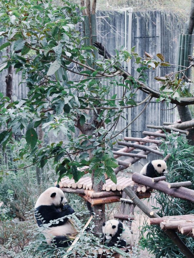 Giant Pandas in Chengdu! 🐼 