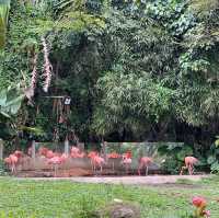 Fun experience at Shenzhen Safari Park