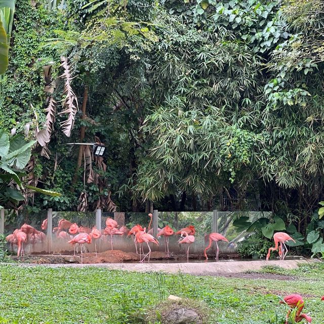 Fun experience at Shenzhen Safari Park