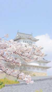 March, go to Japan to enjoy cherry blossoms.