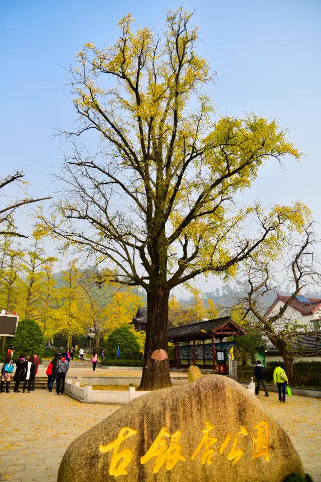 Changxing Ginkgo Boulevard