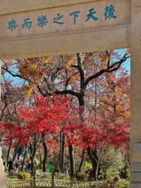接下來的蘇州天花板｜只剩下這幾顆紅楓樹