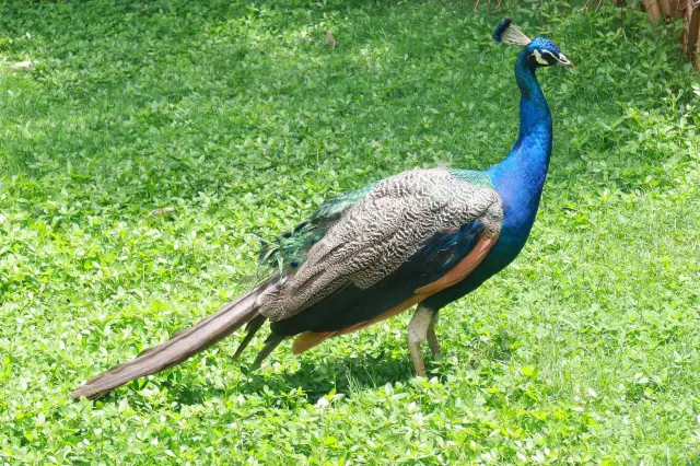 昆明動物園真的不錯～