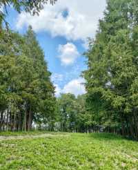絕美濕地公園自然主義的天堂