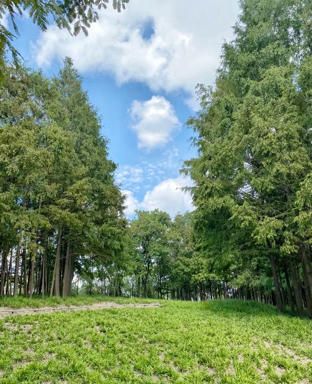 絕美濕地公園自然主義的天堂