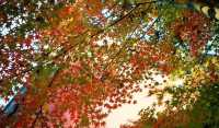 南京秋天的美景！300+棵銀杏樹等你來拍照！