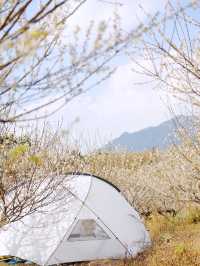 從化雞枕山的梅花盛花期快結束啦