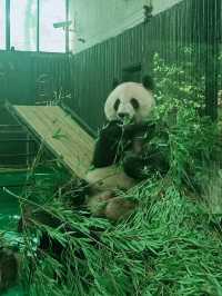 上海動物園一日遊攻略《建議收藏》
