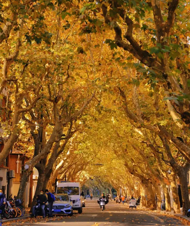 Autumn in Shanghai is romantic, hidden in the streets lined with plane trees