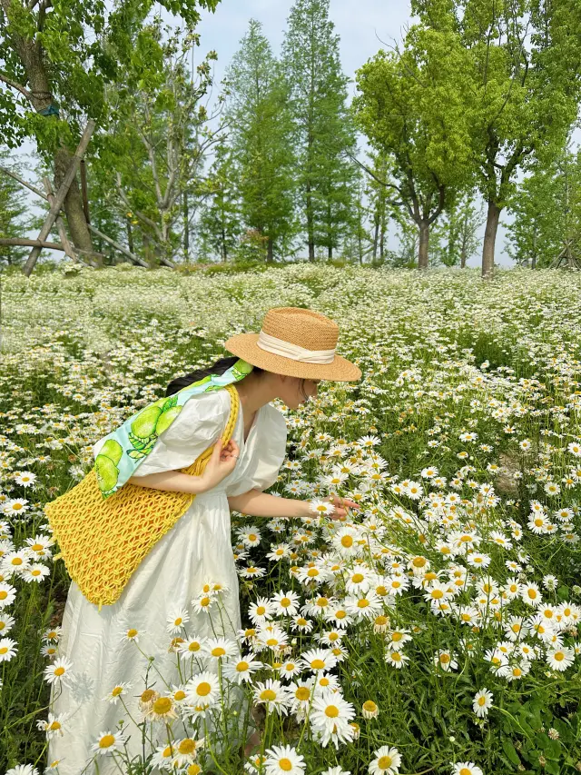 Minhang Cultural Park | Daisy Flower Sea is very photogenic, come quickly!