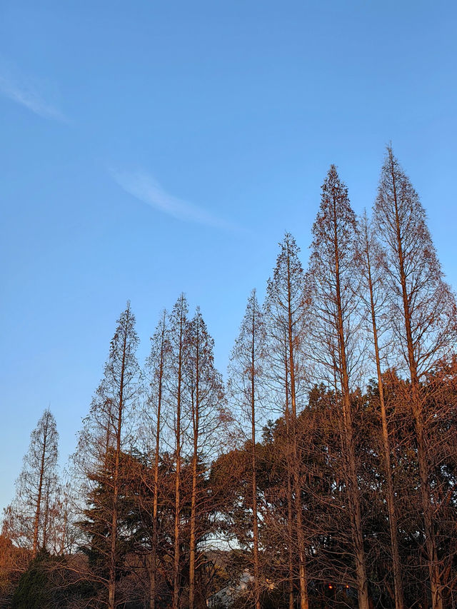 暗香湧動，迎接新春——新年一起賞花啦！