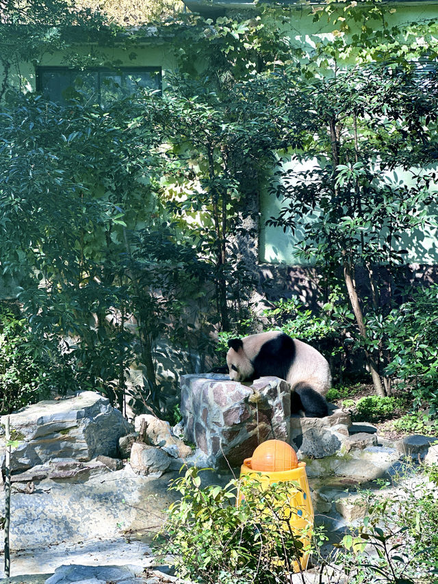 遛娃日記之五刷上海動物園