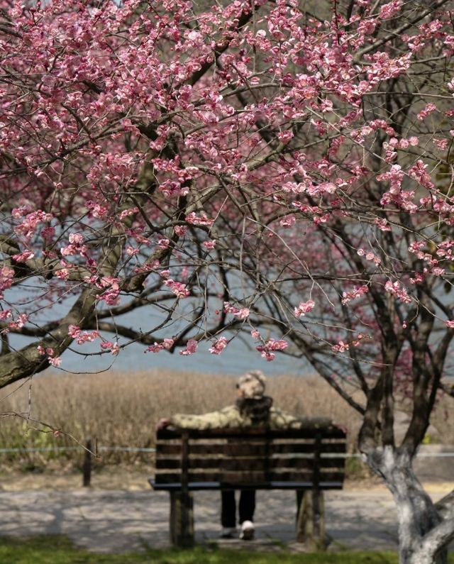 杭州梅花已逐漸盛開，趁著春節假期去賞梅吧
