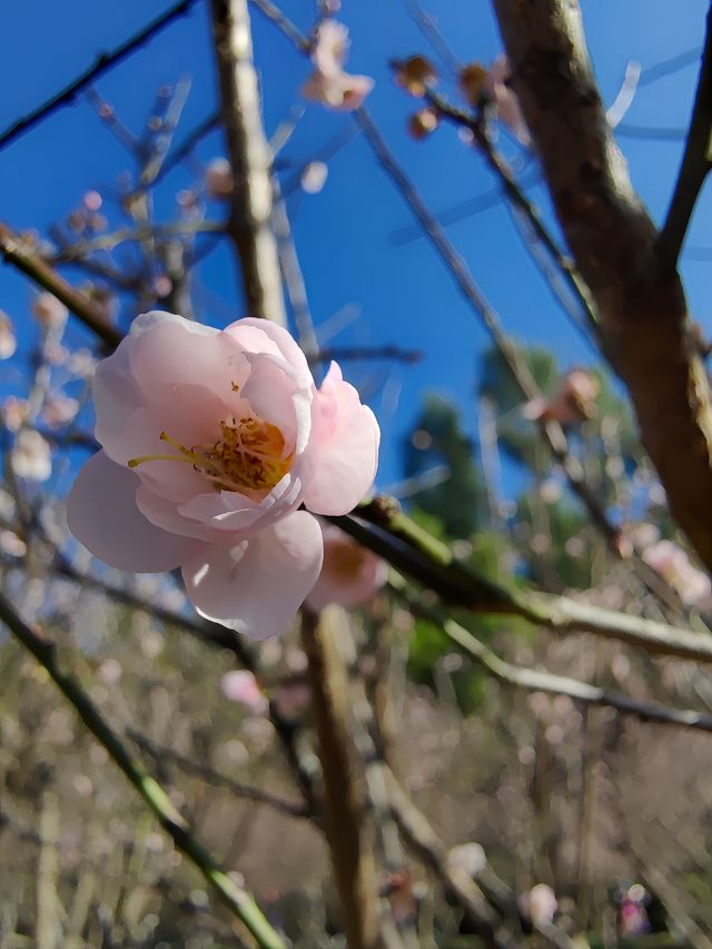 自駕遊廣東，深圳梅園賞梅