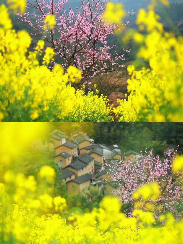 黃山黟縣3月最美賞花記