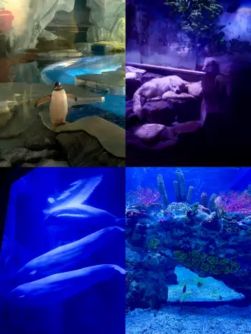 快找搭子，暑假一起去藍色海洋玩！