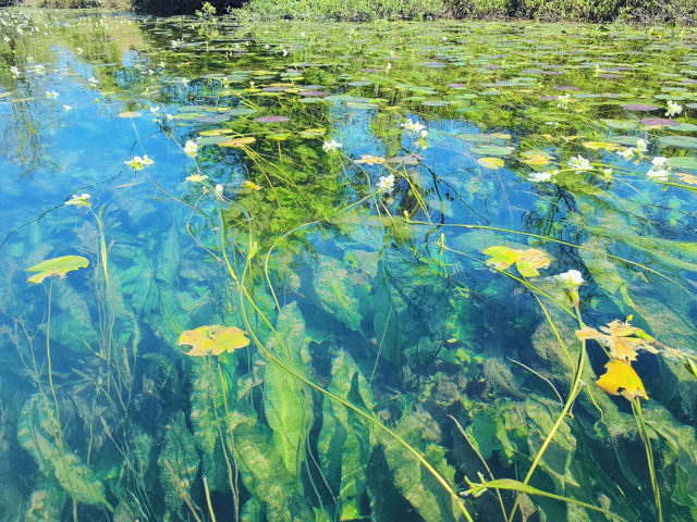 也太哇塞了吧，海菜花濕地