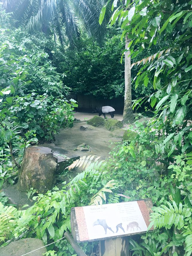 新加坡｜動物園