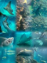全世界最大的室內水族館大阪必打卡