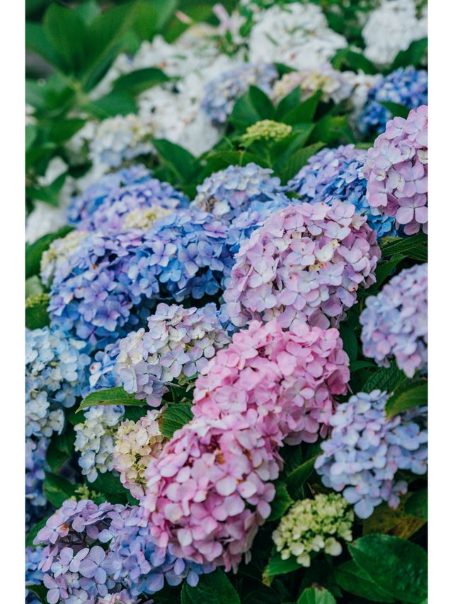 東京免費最美紫陽花觀賞地原來在這裡！