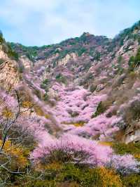 西安‖藍田‖三鳳山桃花季上線