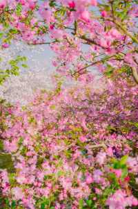 巔峰期TOP鼋頭渚已經終結了比賽(附攻略)