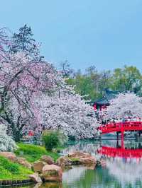 春日賞花去東湖｜東湖賞花去磨山