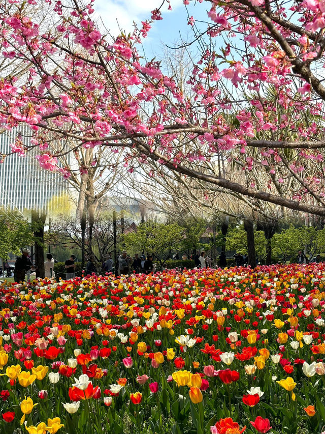 大寧公園的鬱金香真的太出片了