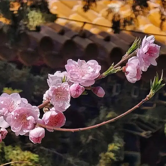 Spring Serenity at Zhongshan Park 🌸🌳 