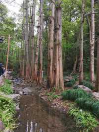 青山綠水育龍井，五雲山上尋五雲：九溪親子