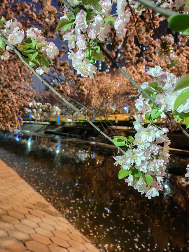 夜遊望京海棠花溪